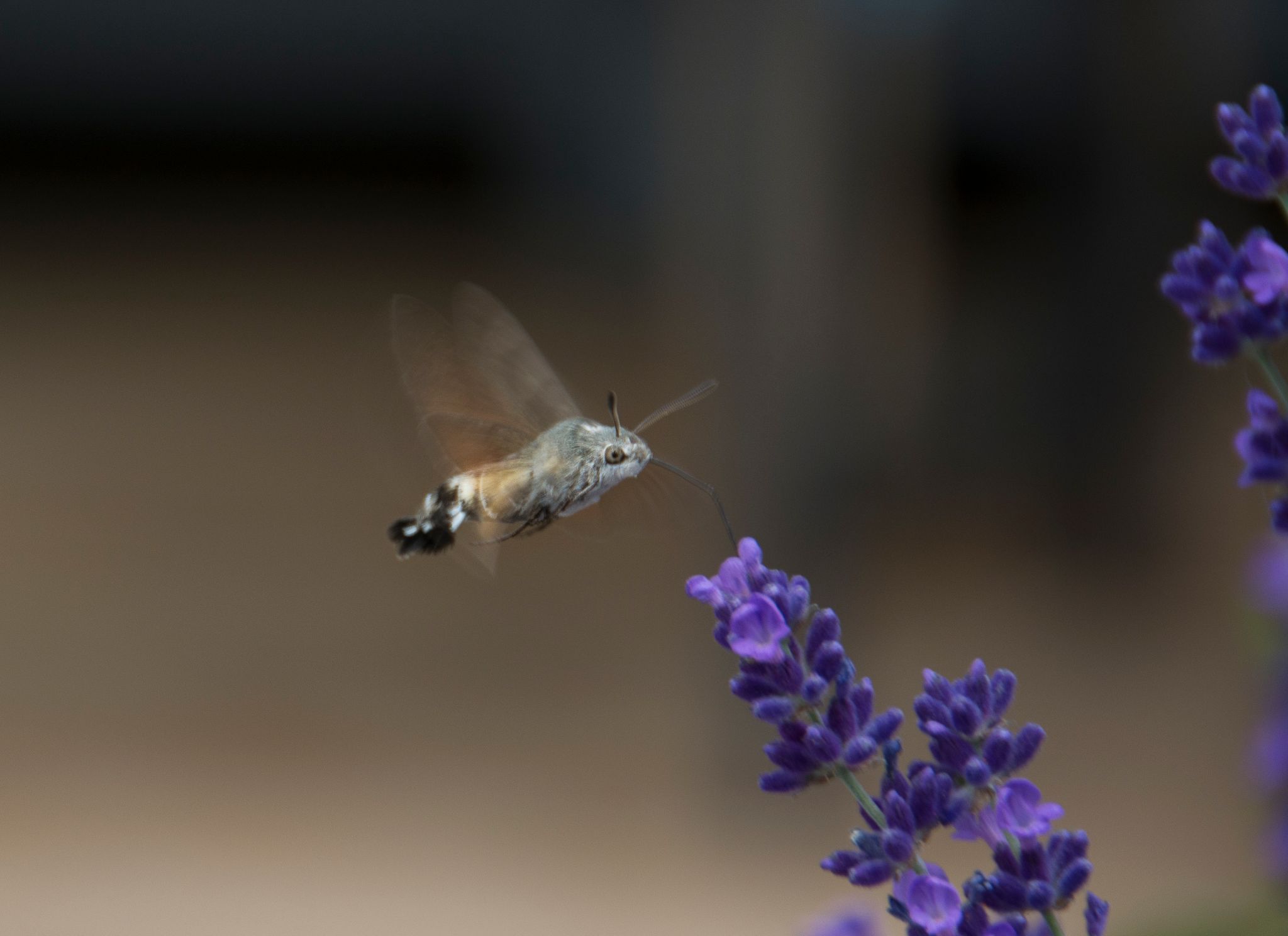 Taubenschwänzchen Hummingbird hawk moth (Macroglossum stellatarum)